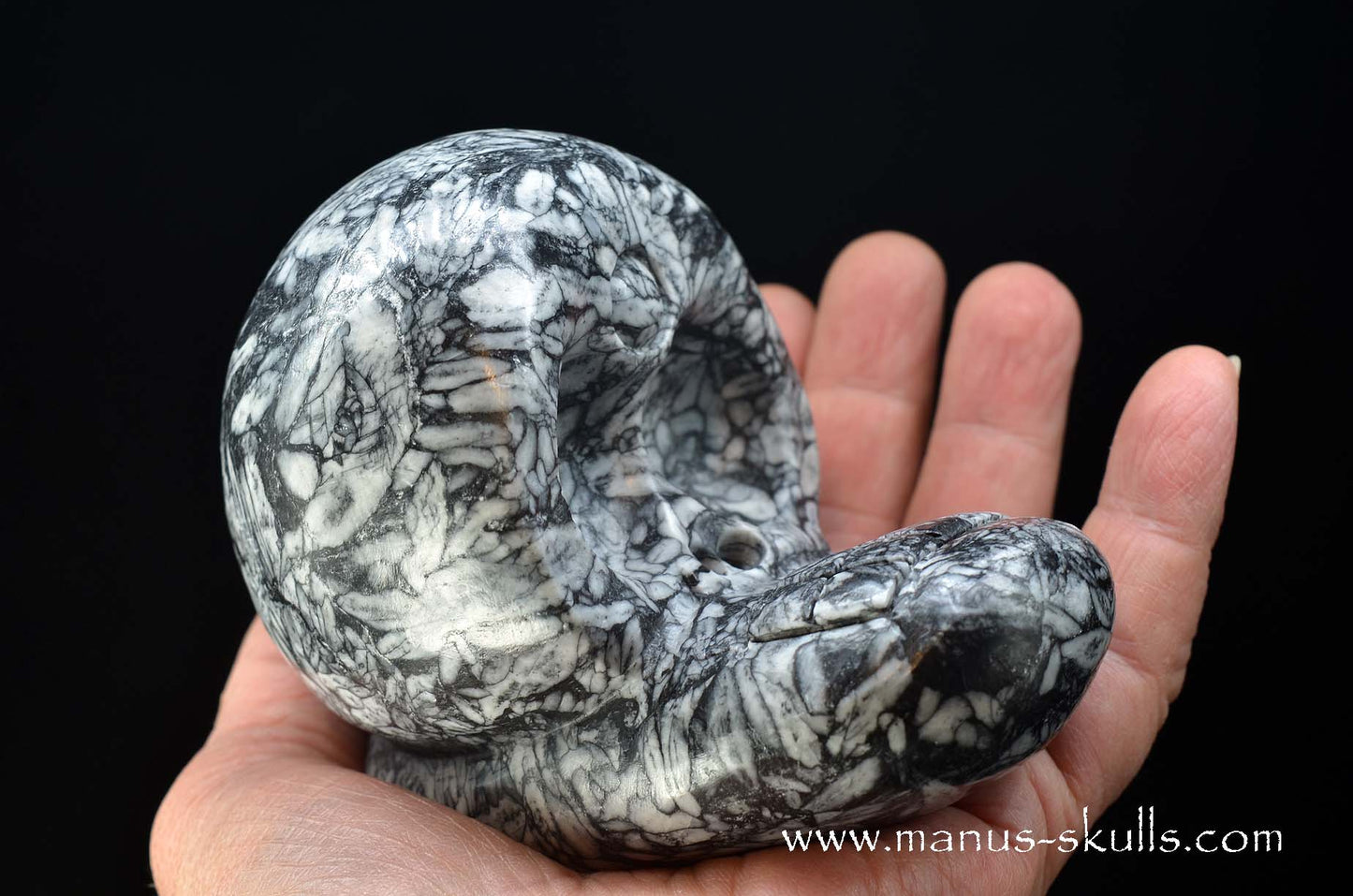 Austrian Pinolith Evolian #06