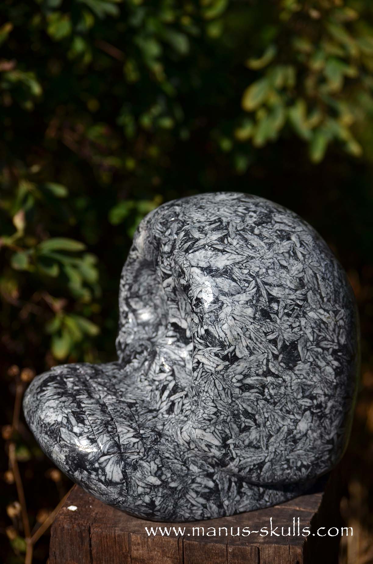 Austrian Pinolith Evolian #08