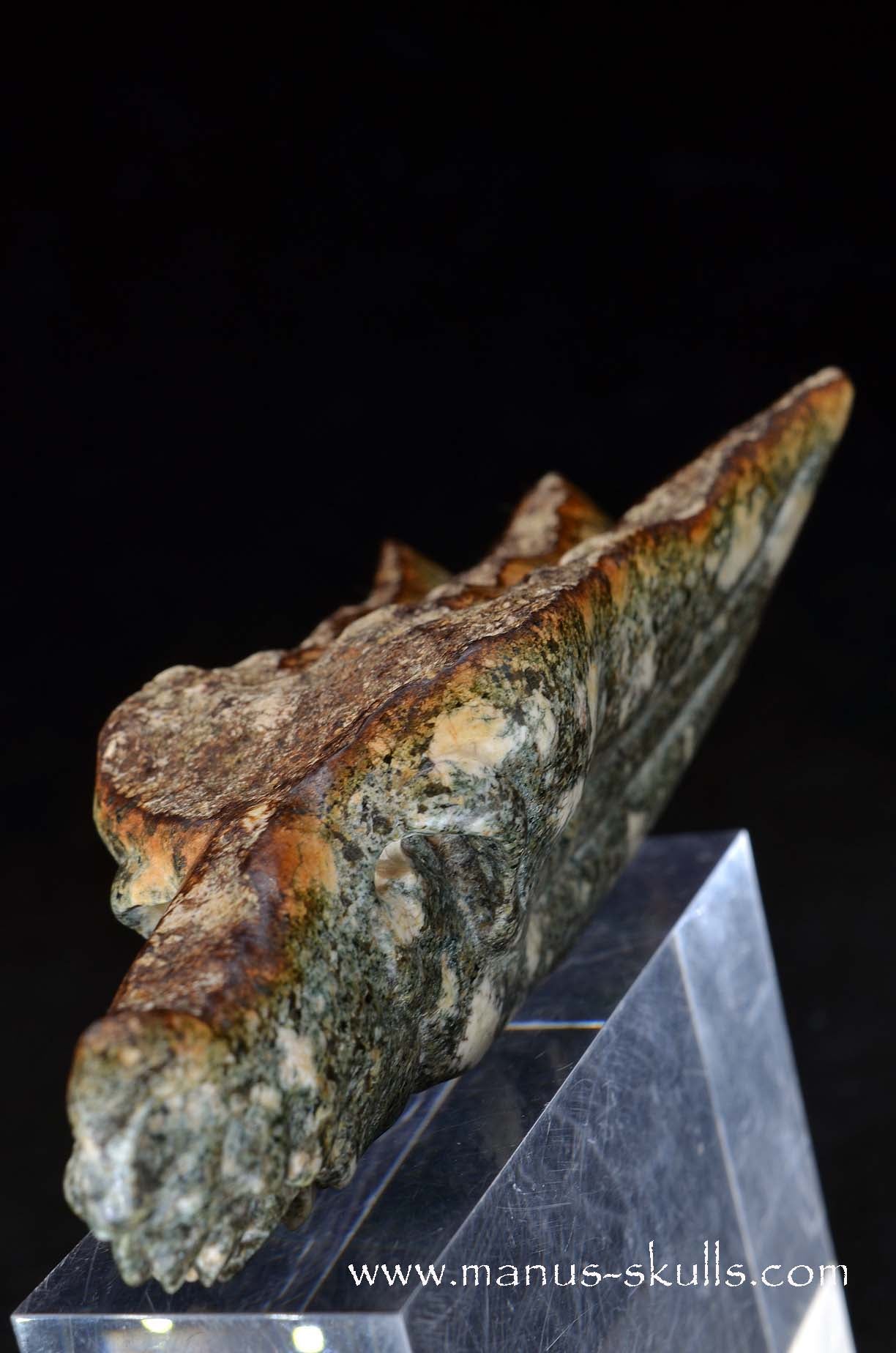 Preseli Bluestone Dragon