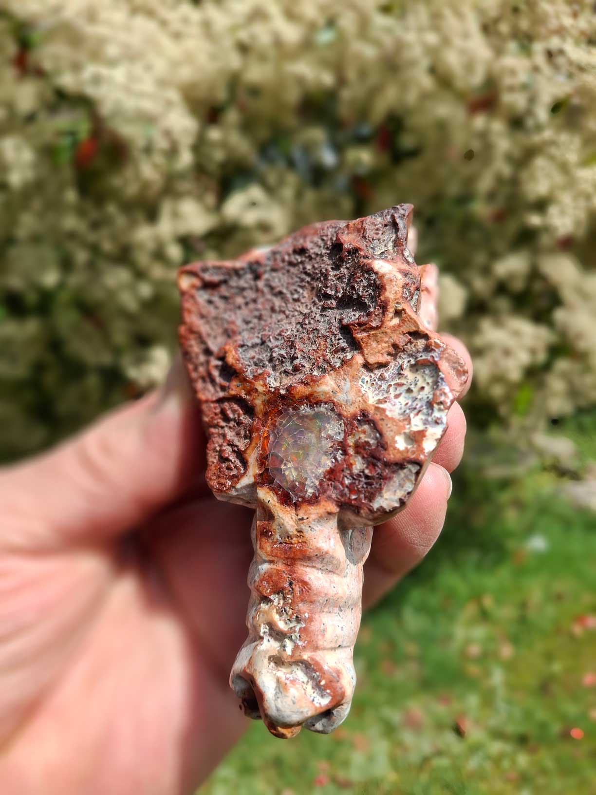 Mexican Fire Opal Dragon