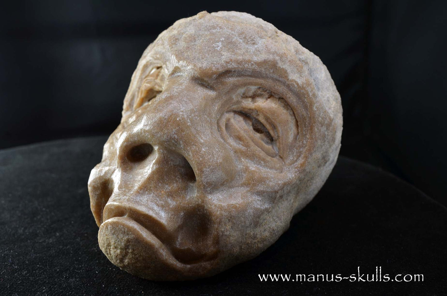 Stromatolite ~ Oncolite Character Skull