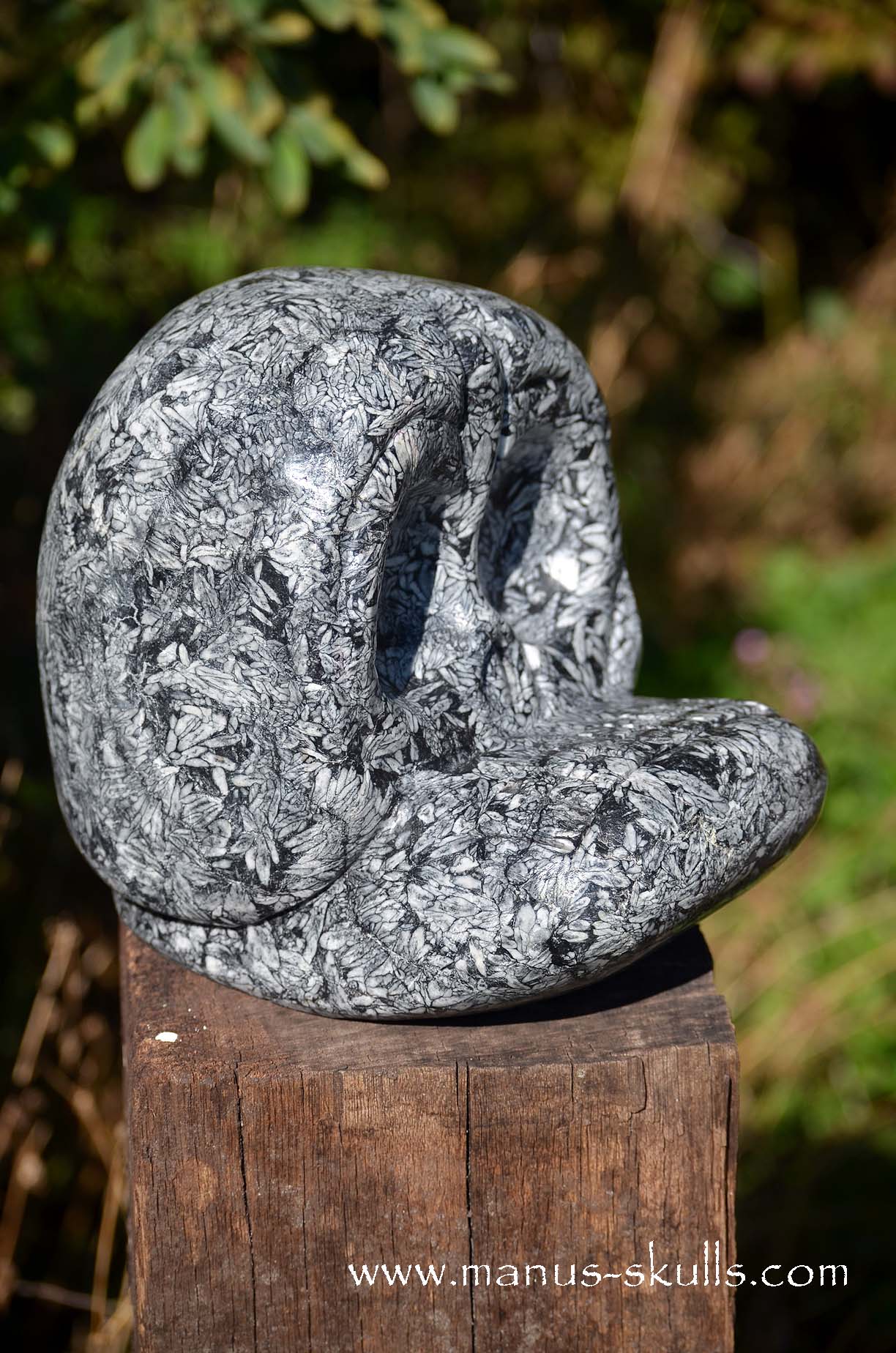 Austrian Pinolith Evolian #08