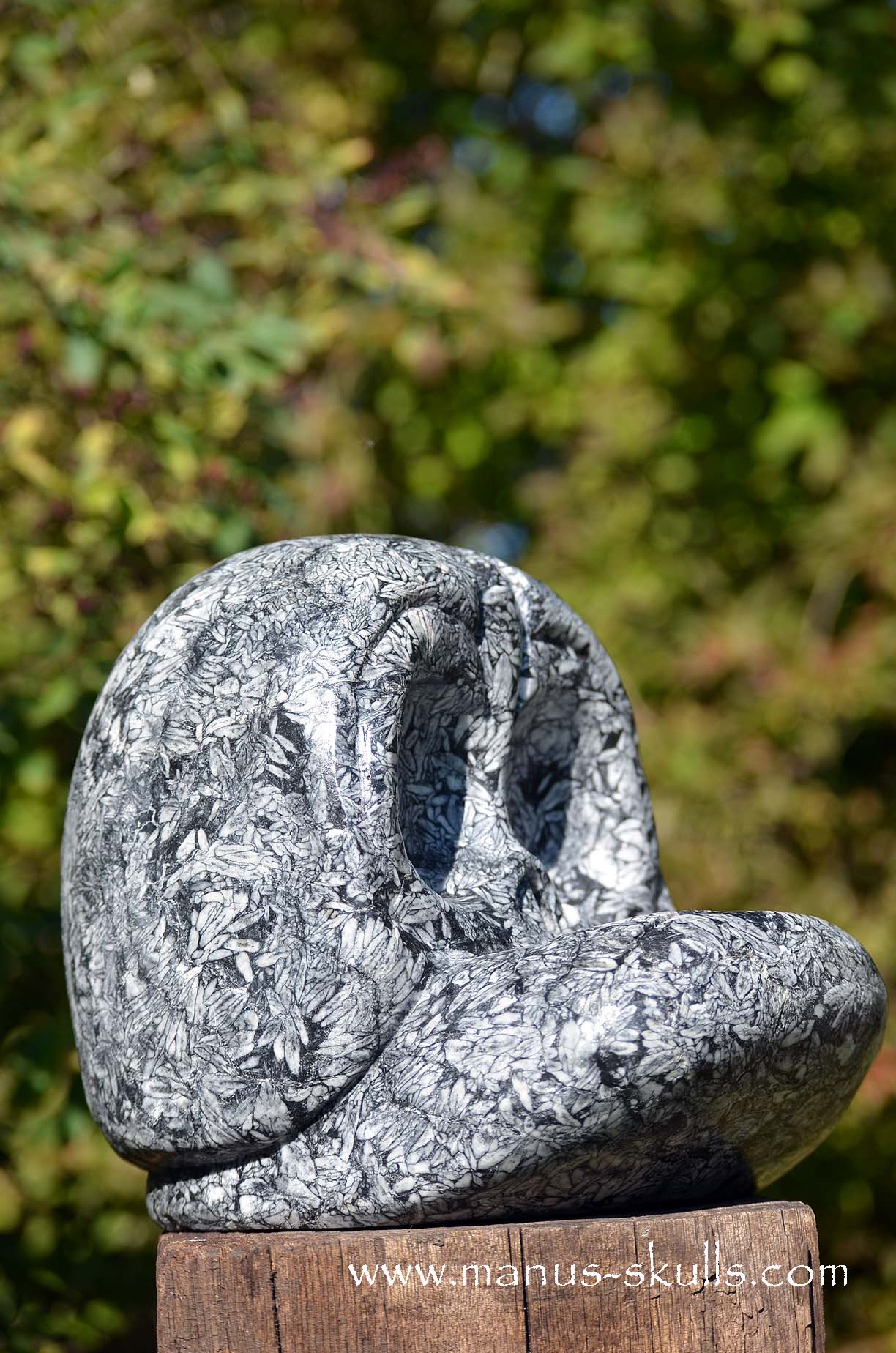 Austrian Pinolith Evolian #08