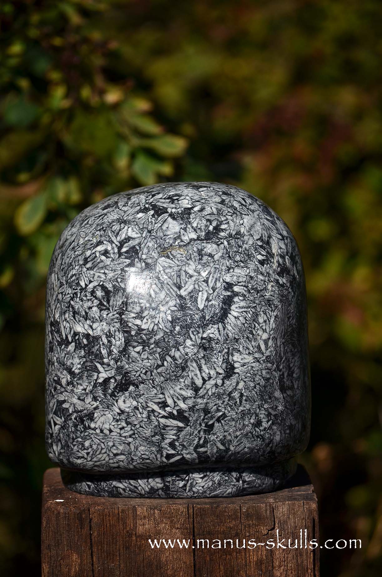 Austrian Pinolith Evolian #08