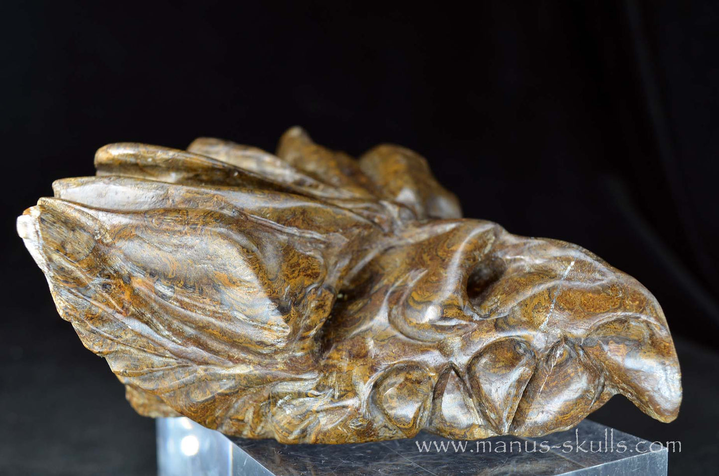 Stromatolite Dragon