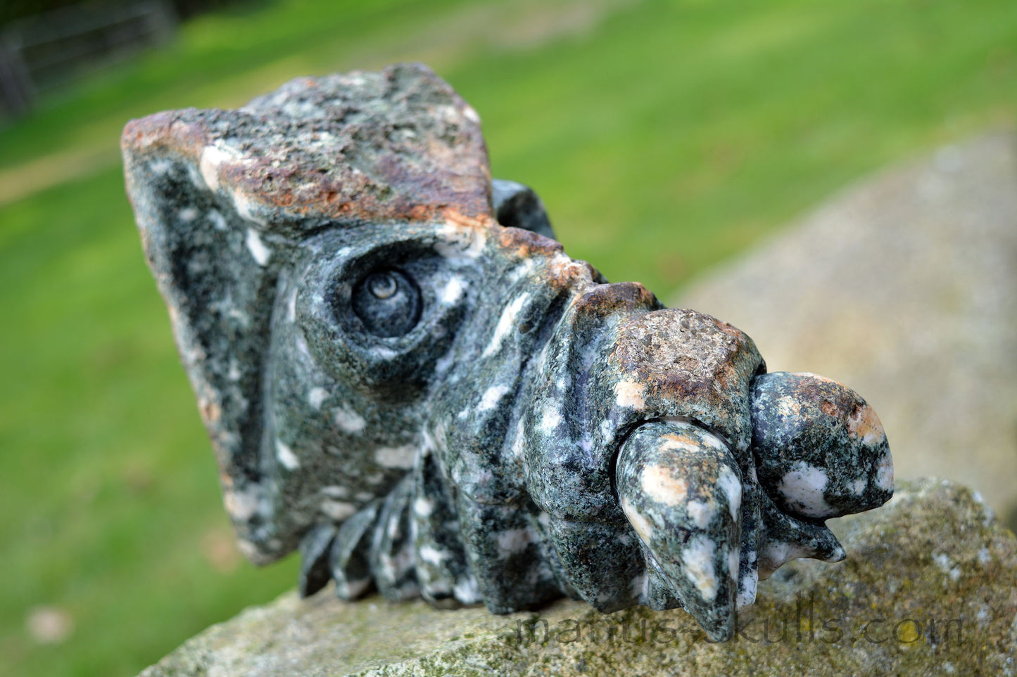 Large Preseli Bluestone Skull.