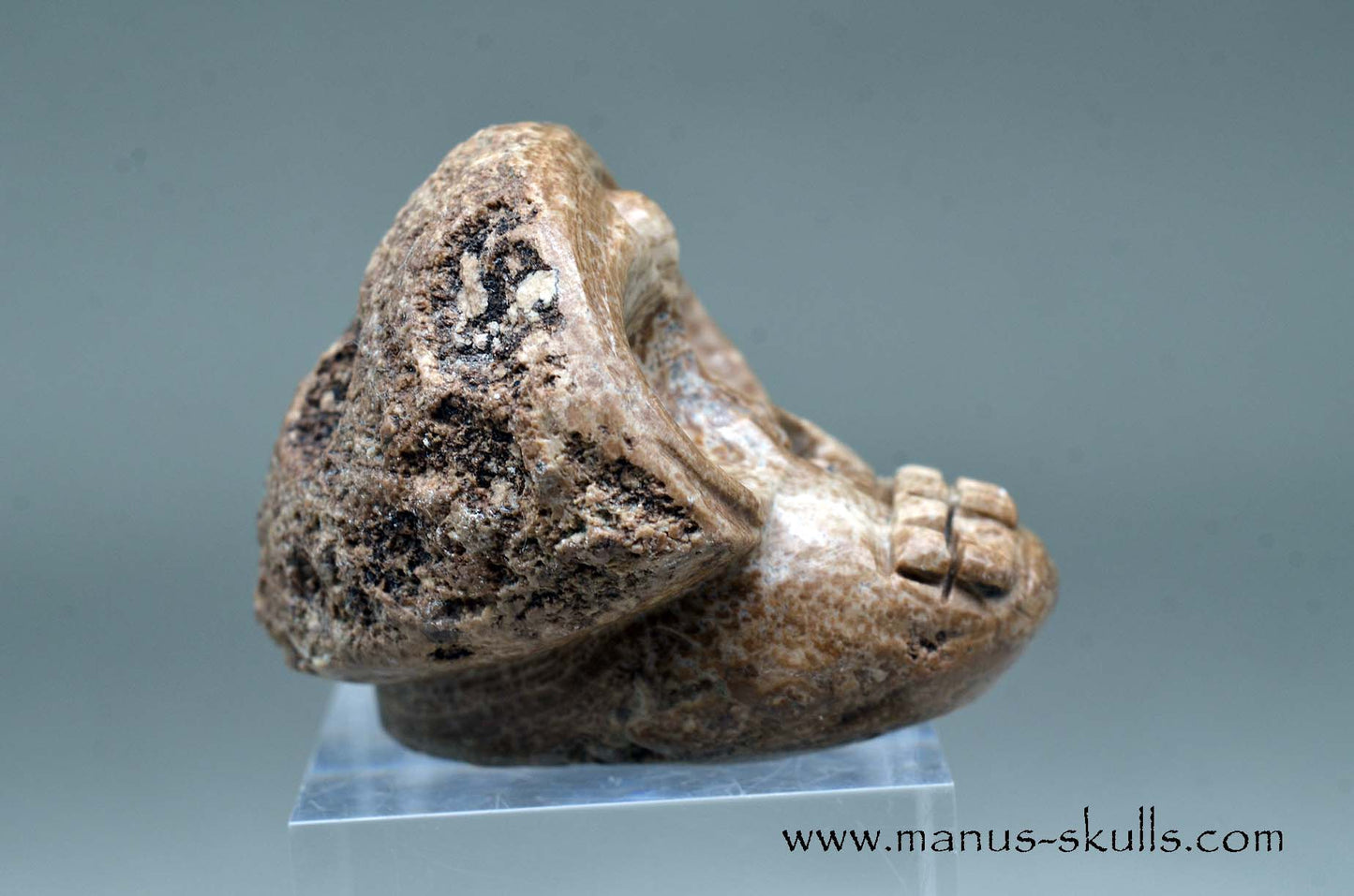 Aragonite Nodul Evolian Skull 2025 #02