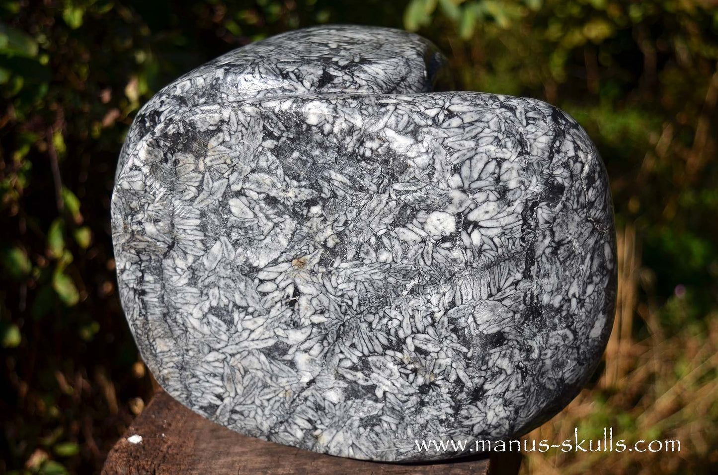 Austrian Pinolith Evolian #08