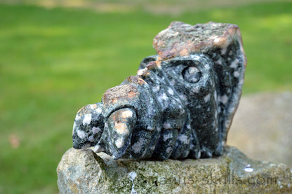 Large Preseli Bluestone Skull.