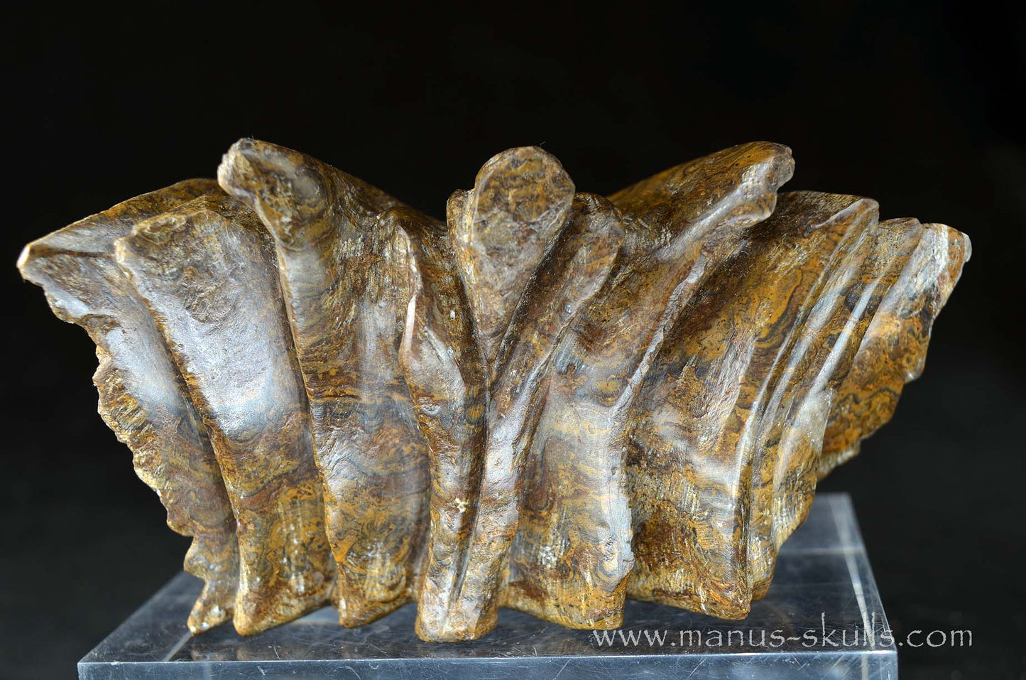 Stromatolite Dragon