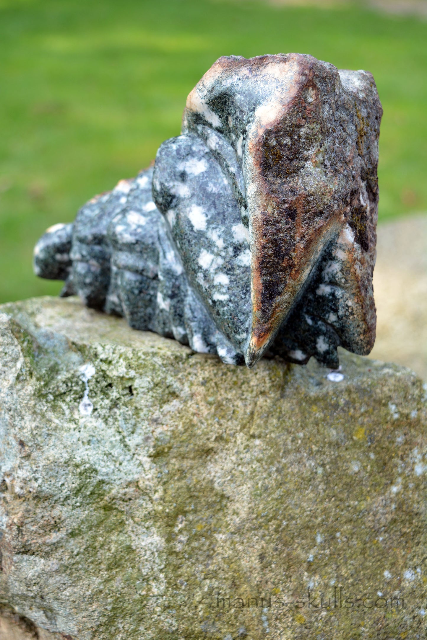 Large Preseli Bluestone Skull.