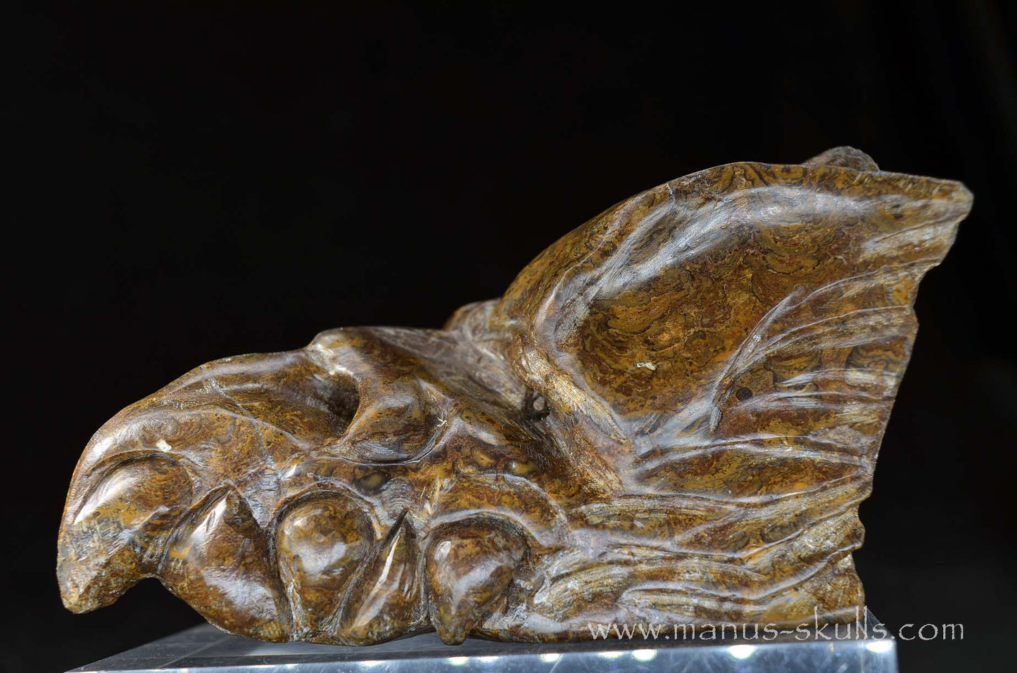 Stromatolite Dragon