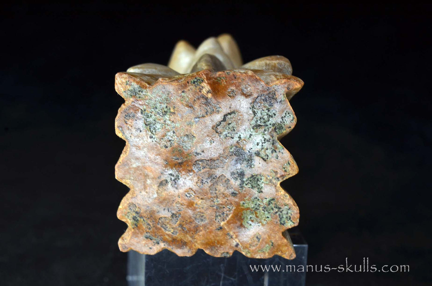 Sarsens stone Dragon (Stonehenge Stone)