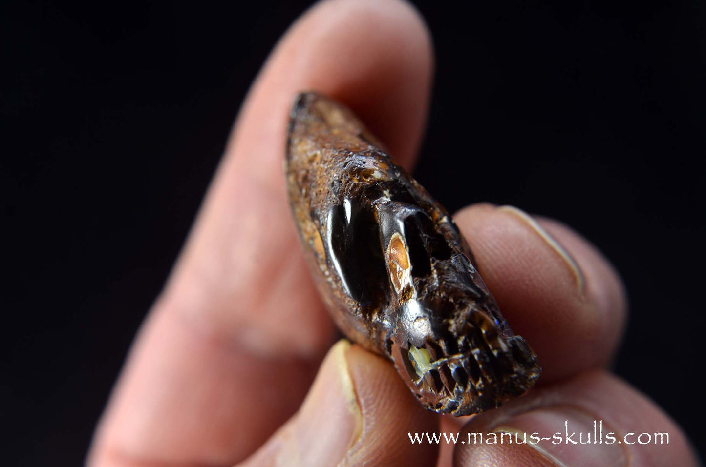 Yowah Nut Opal Skull