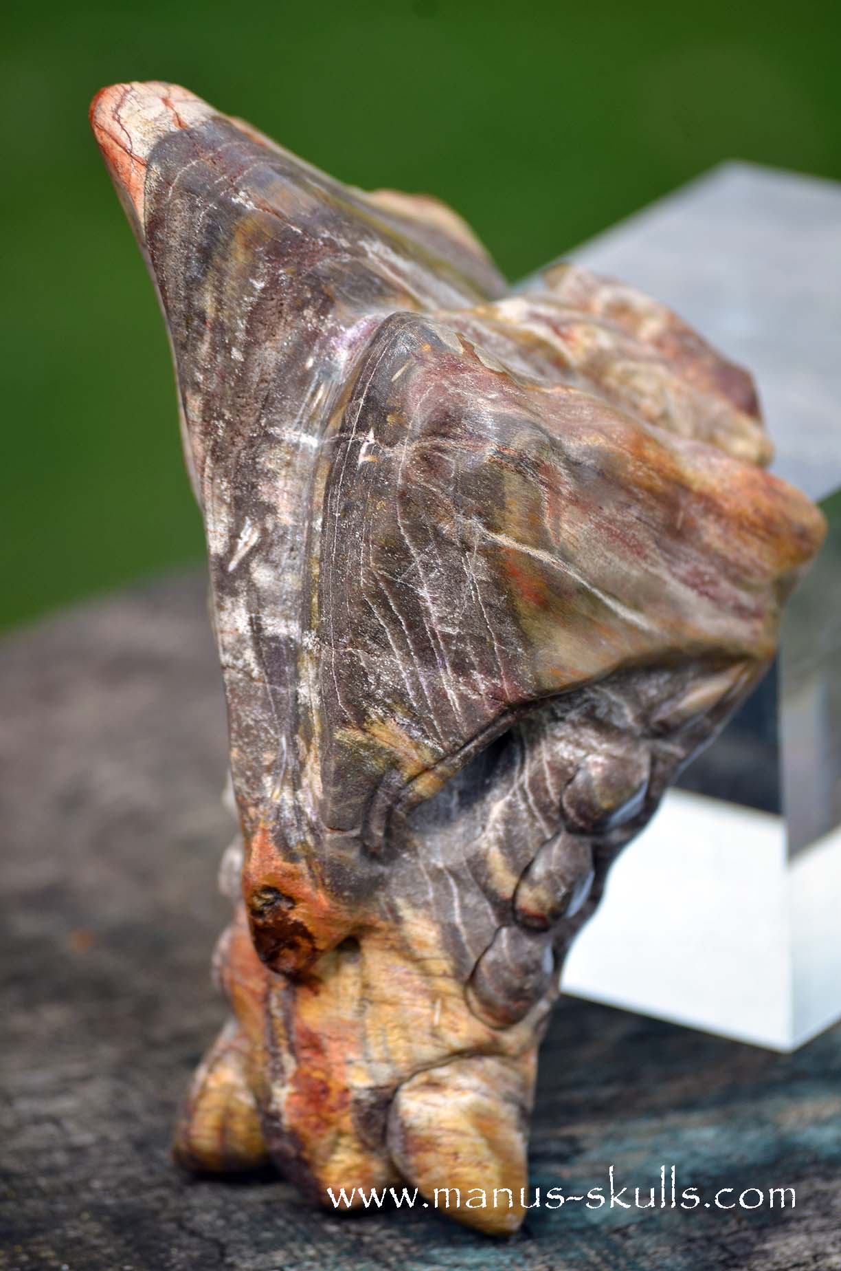Petrified wood Dragon