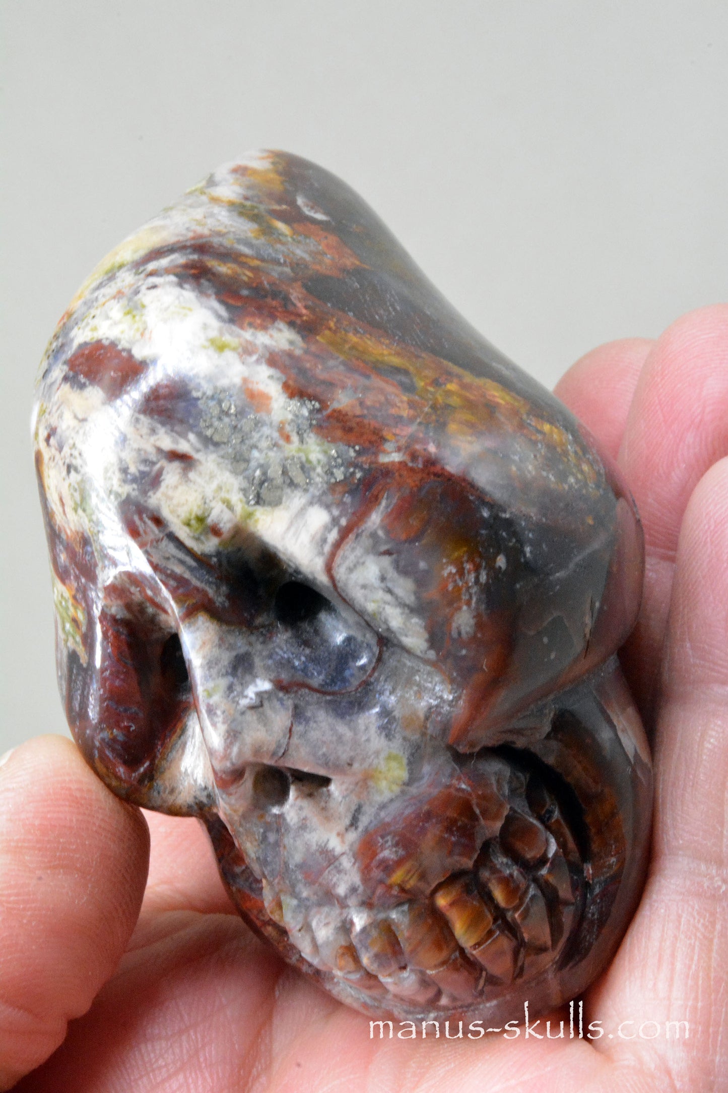 PIETERSITE Toothless Manus SKULL .....