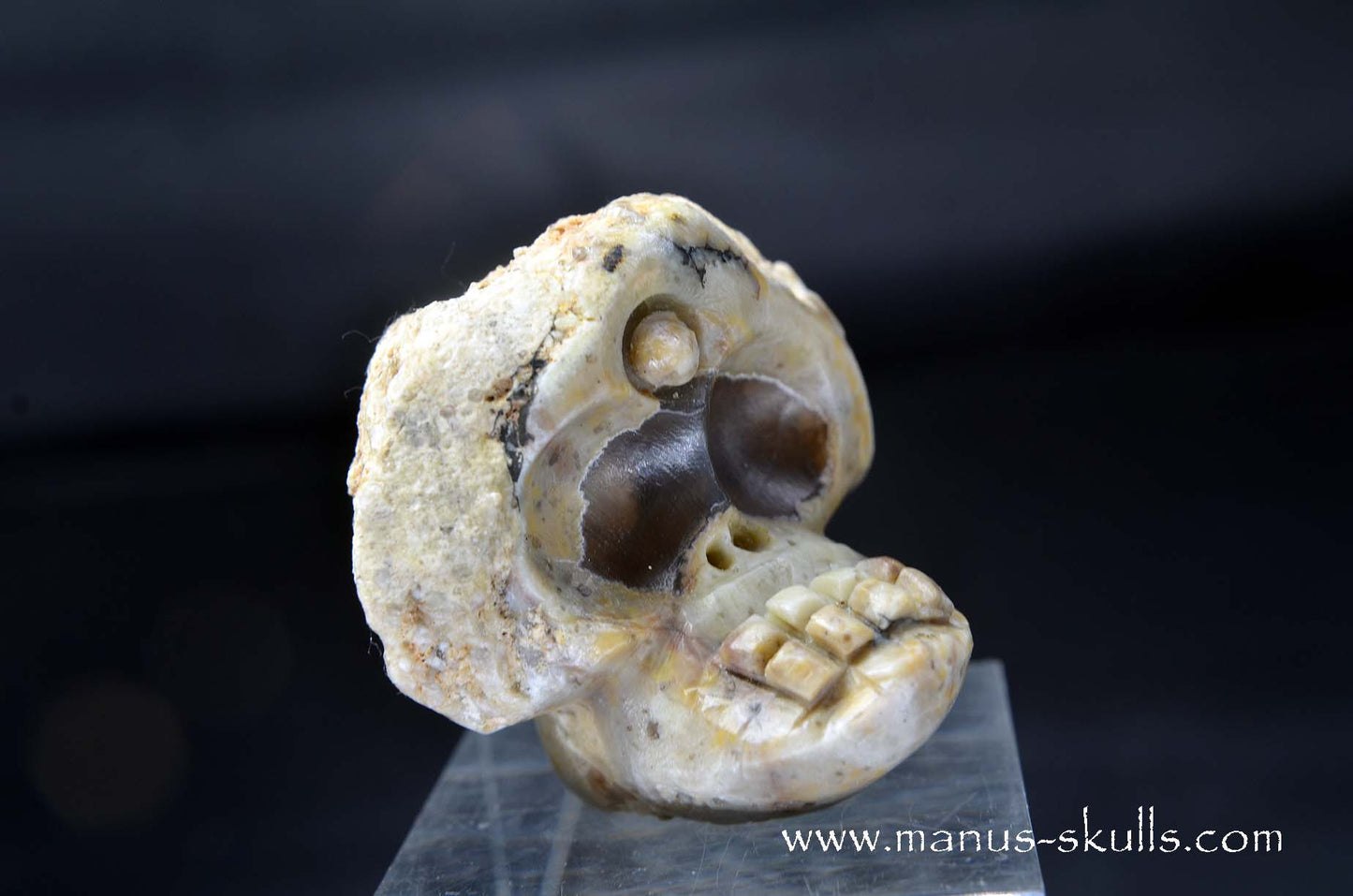 TNT-bed Thunderegg  Evolian #06