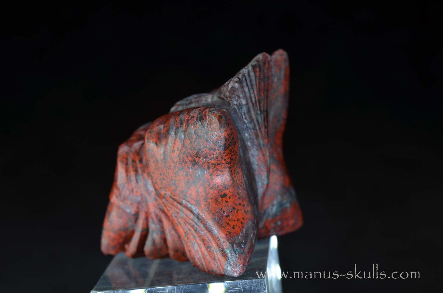 Cute Sonora Sunrise Baby Dragon