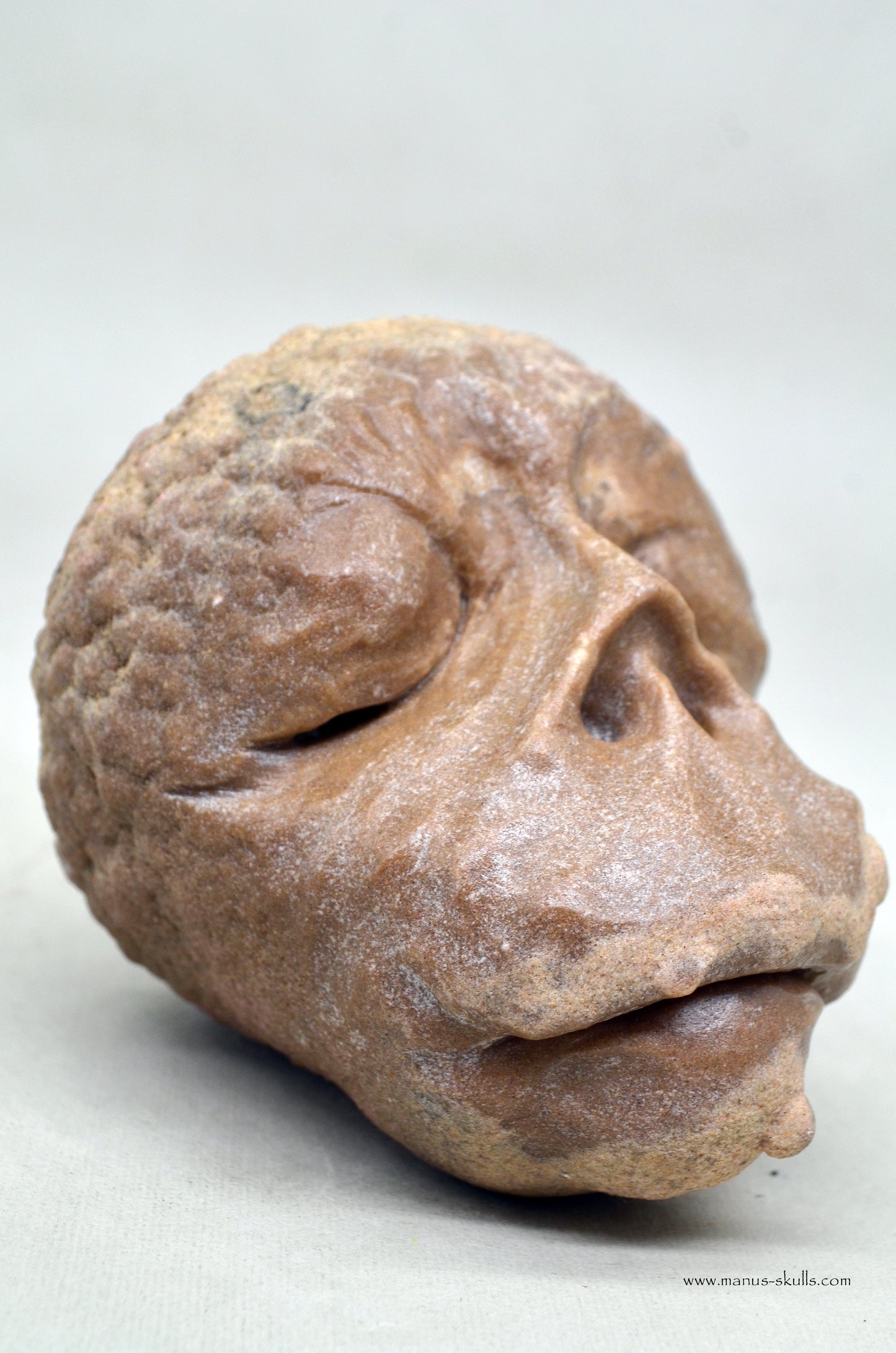 Large Stromatolite ~ Oncolite Face Manus Skull