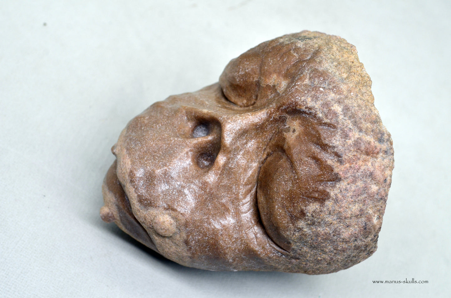 Large Stromatolite ~ Oncolite Face Skull