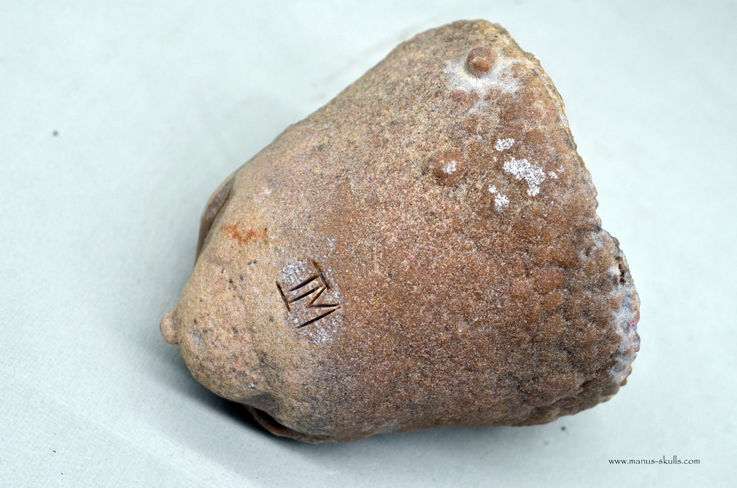 Large Stromatolite ~ Oncolite Face Skull