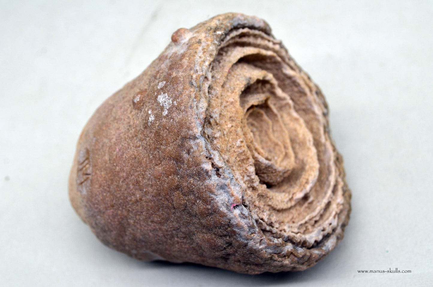 Large Stromatolite ~ Oncolite Face Skull