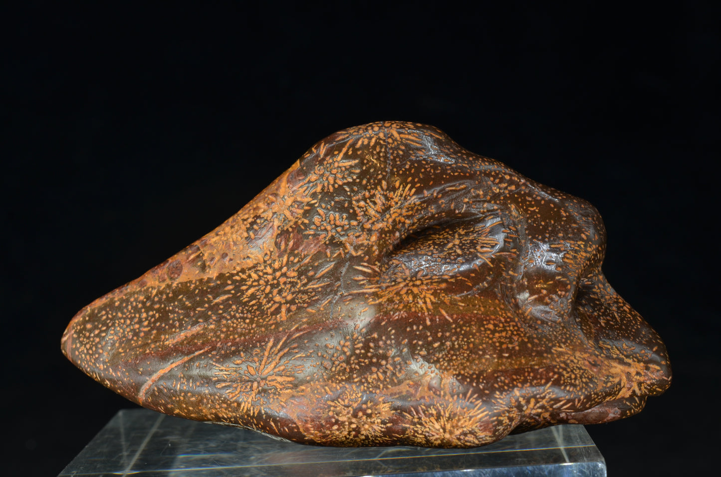 Star Rhyolite Jasper toothless Skull