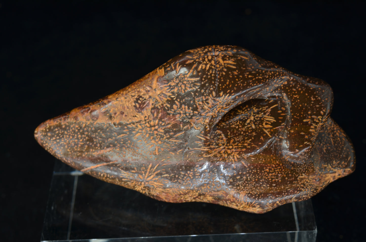 Star Rhyolite Jasper toothless Skull