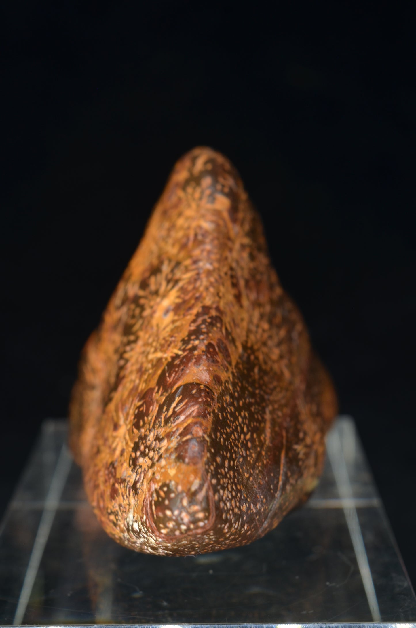 Star Rhyolite Jasper toothless Skull