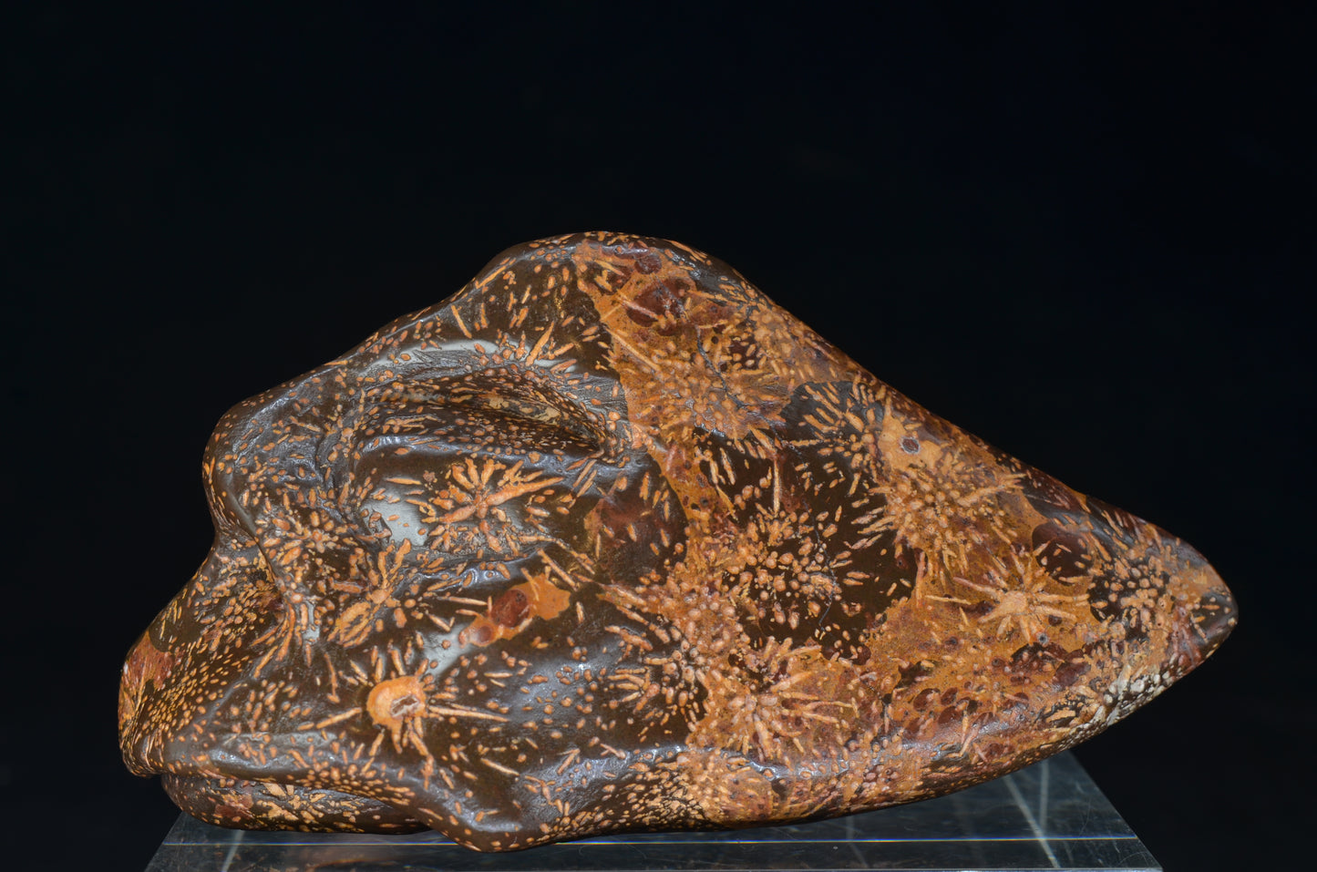 Star Rhyolite Jasper toothless Skull