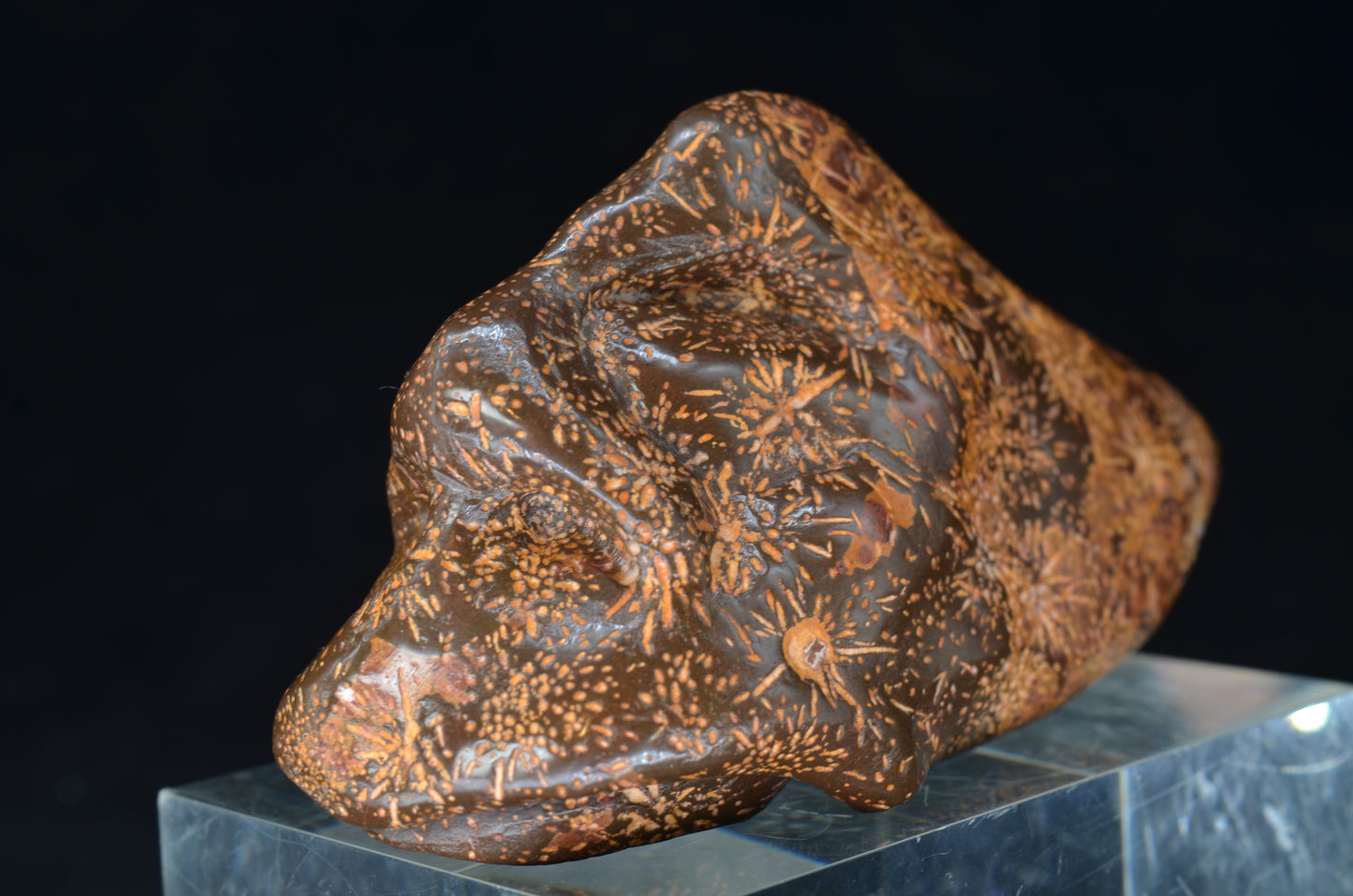 Star Rhyolite Jasper toothless Skull