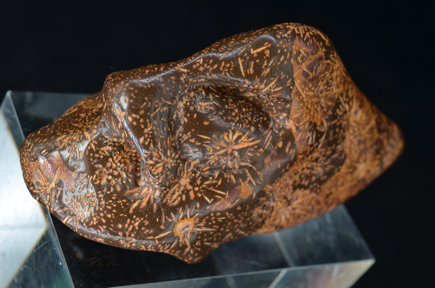 Star Rhyolite Jasper toothless Skull