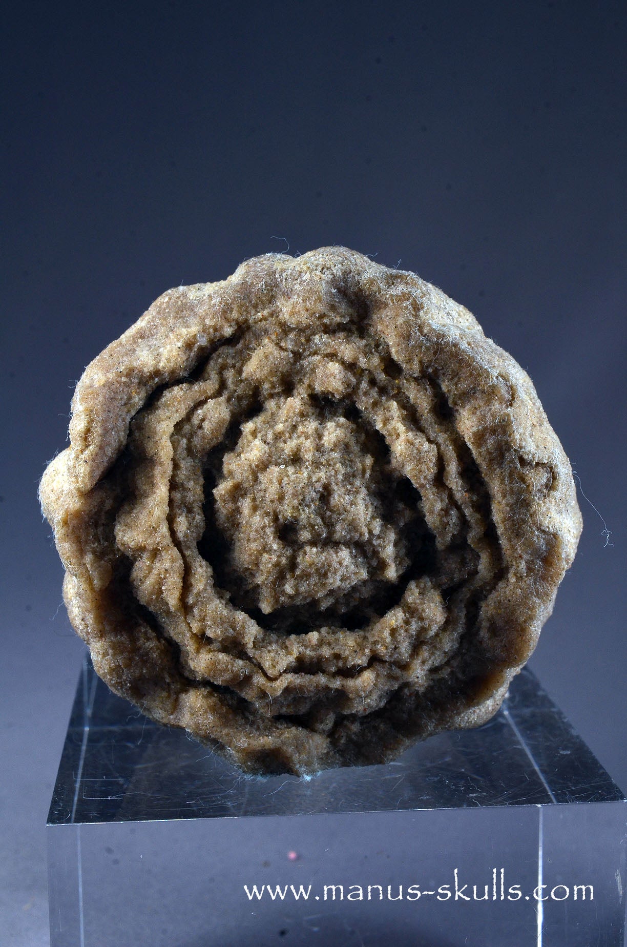 Stromatolite ~ Oncolite Character Skull