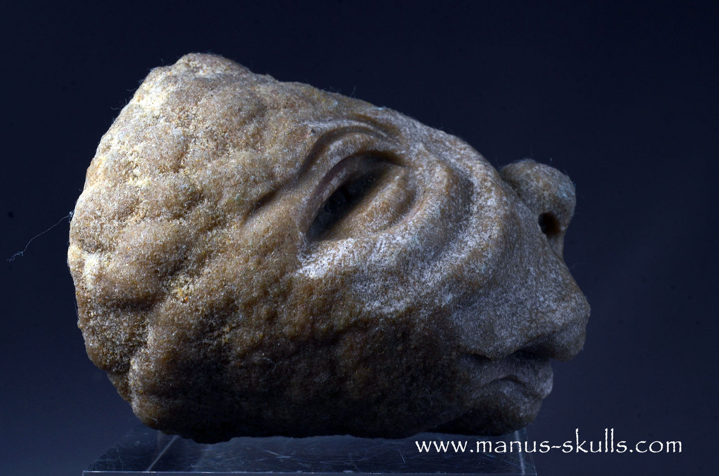 Stromatolite ~ Oncolite Character Skull