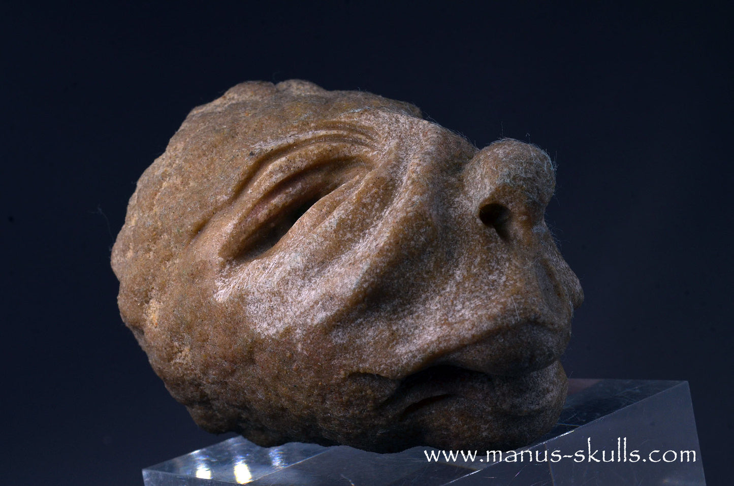 Stromatolite ~ Oncolite Character Skull