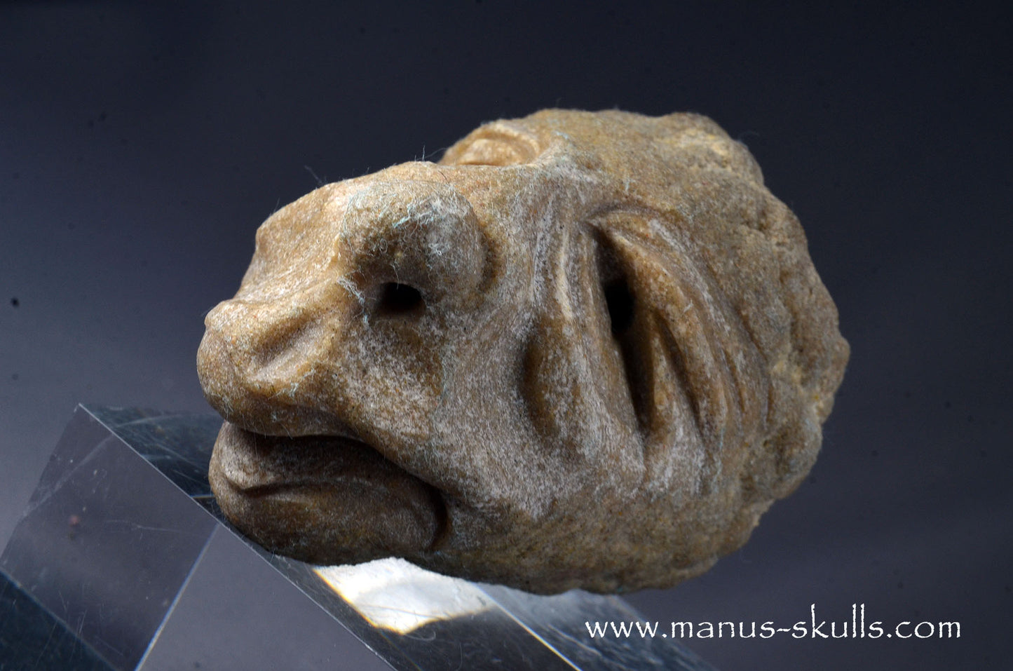 Stromatolite ~ Oncolite Character Skull