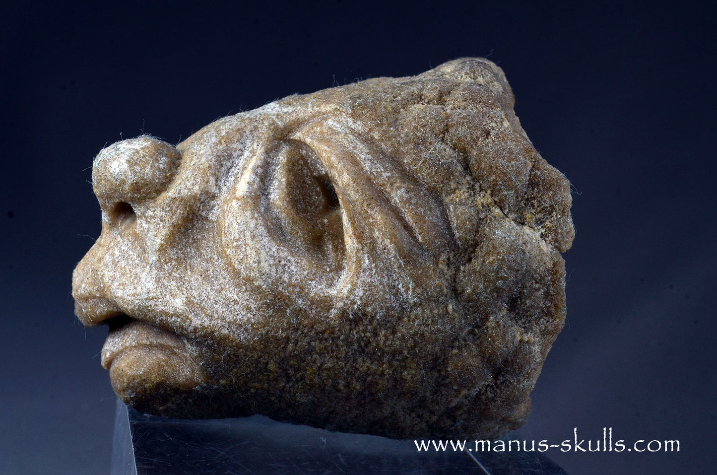 Stromatolite ~ Oncolite Character Skull
