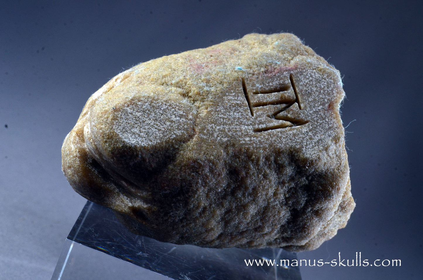Stromatolite ~ Oncolite Character Skull