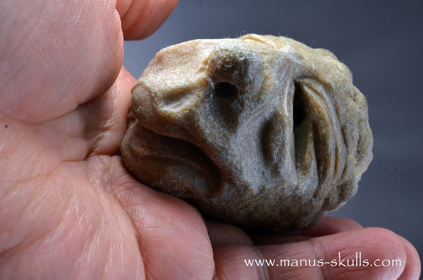 Stromatolite ~ Oncolite Character Skull