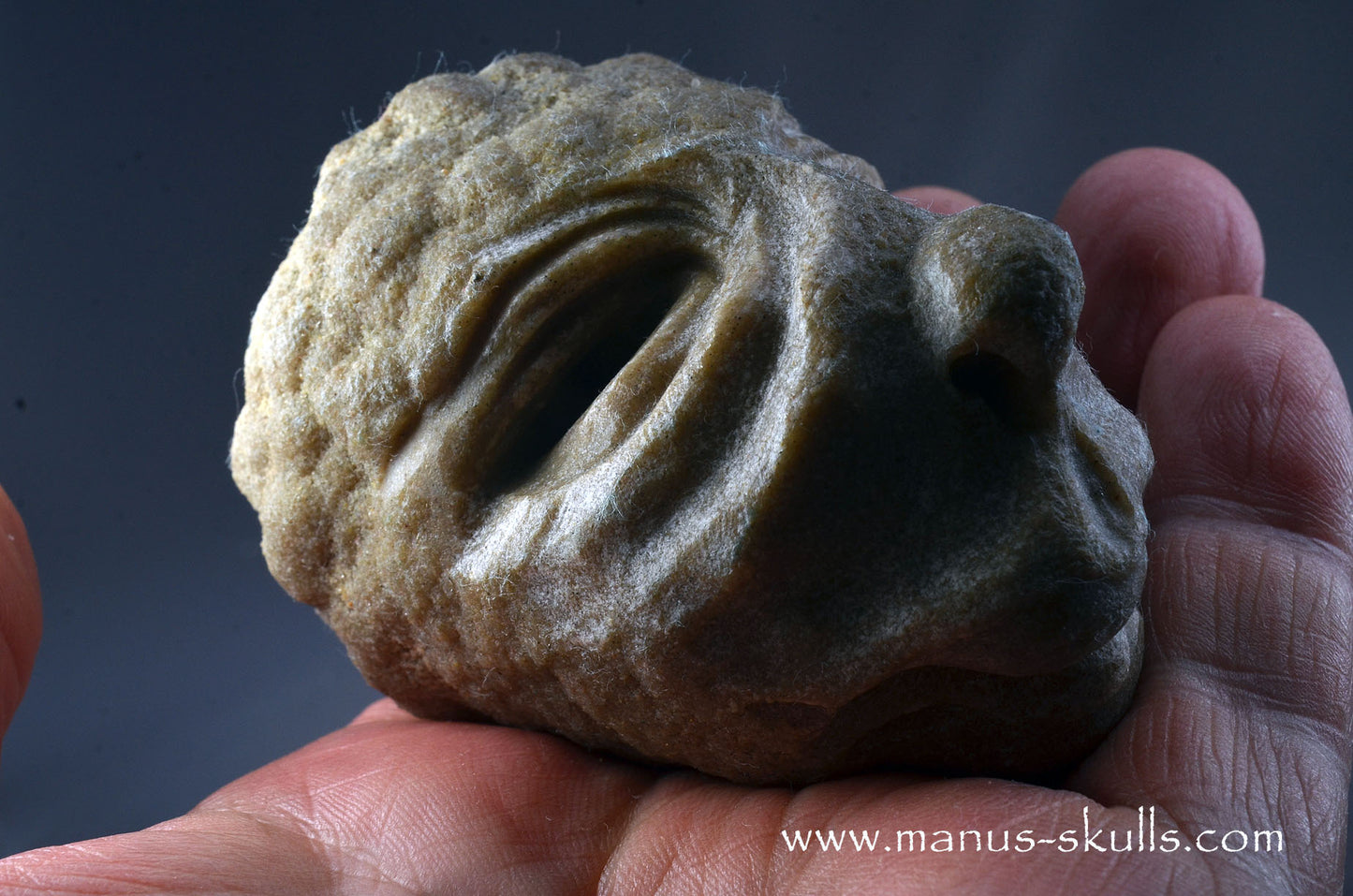 Stromatolite ~ Oncolite Character Skull