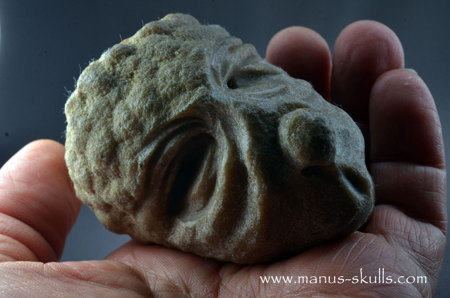 Stromatolite ~ Oncolite Character Skull
