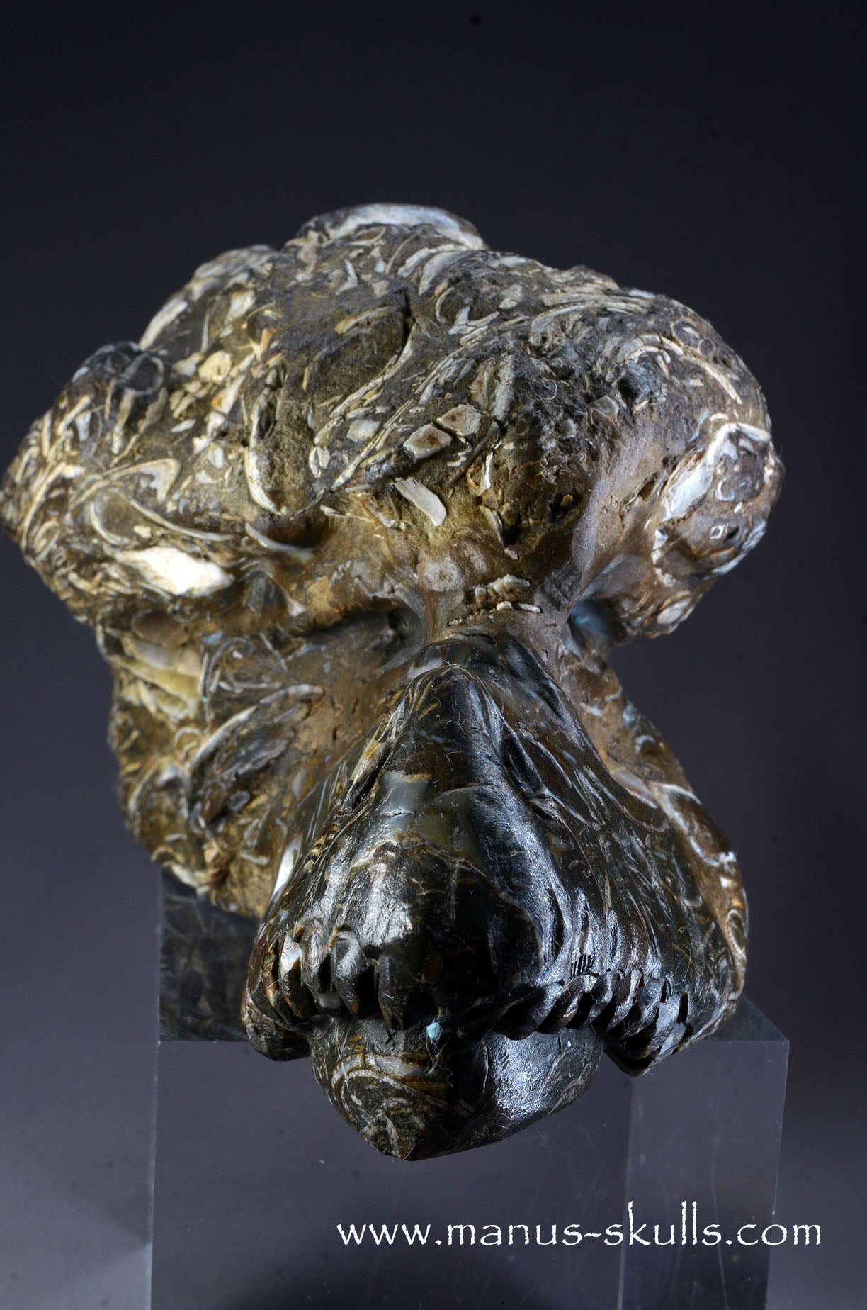 Indonesian Turritella Agate Dragon