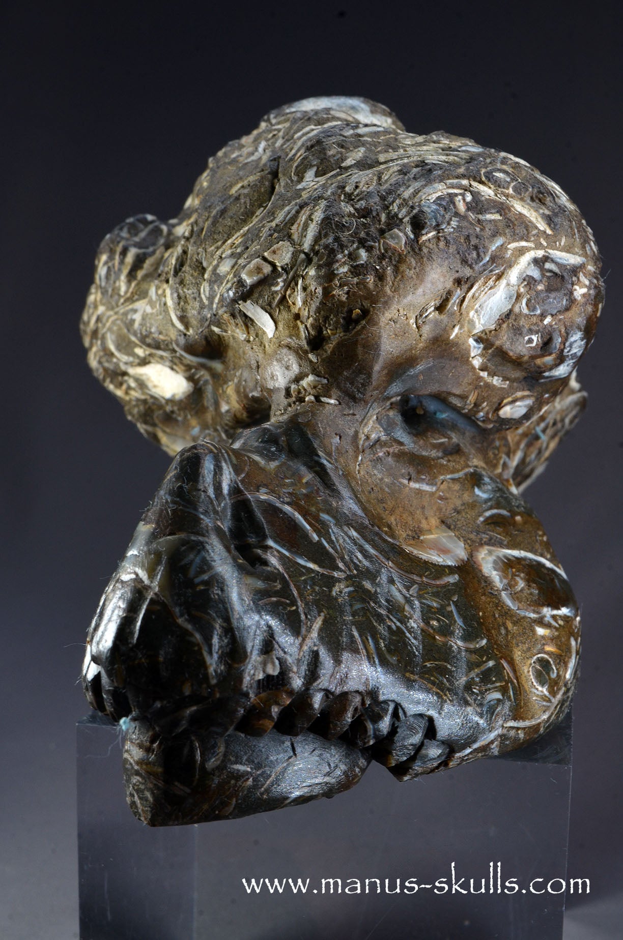 Indonesian Turritella Agate Dragon