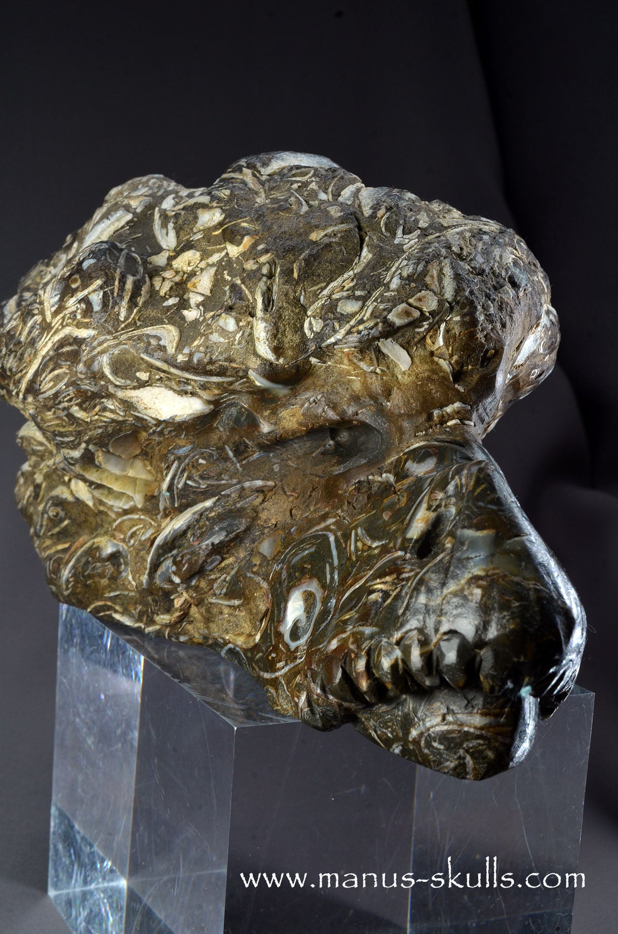 Indonesian Turritella Agate Dragon