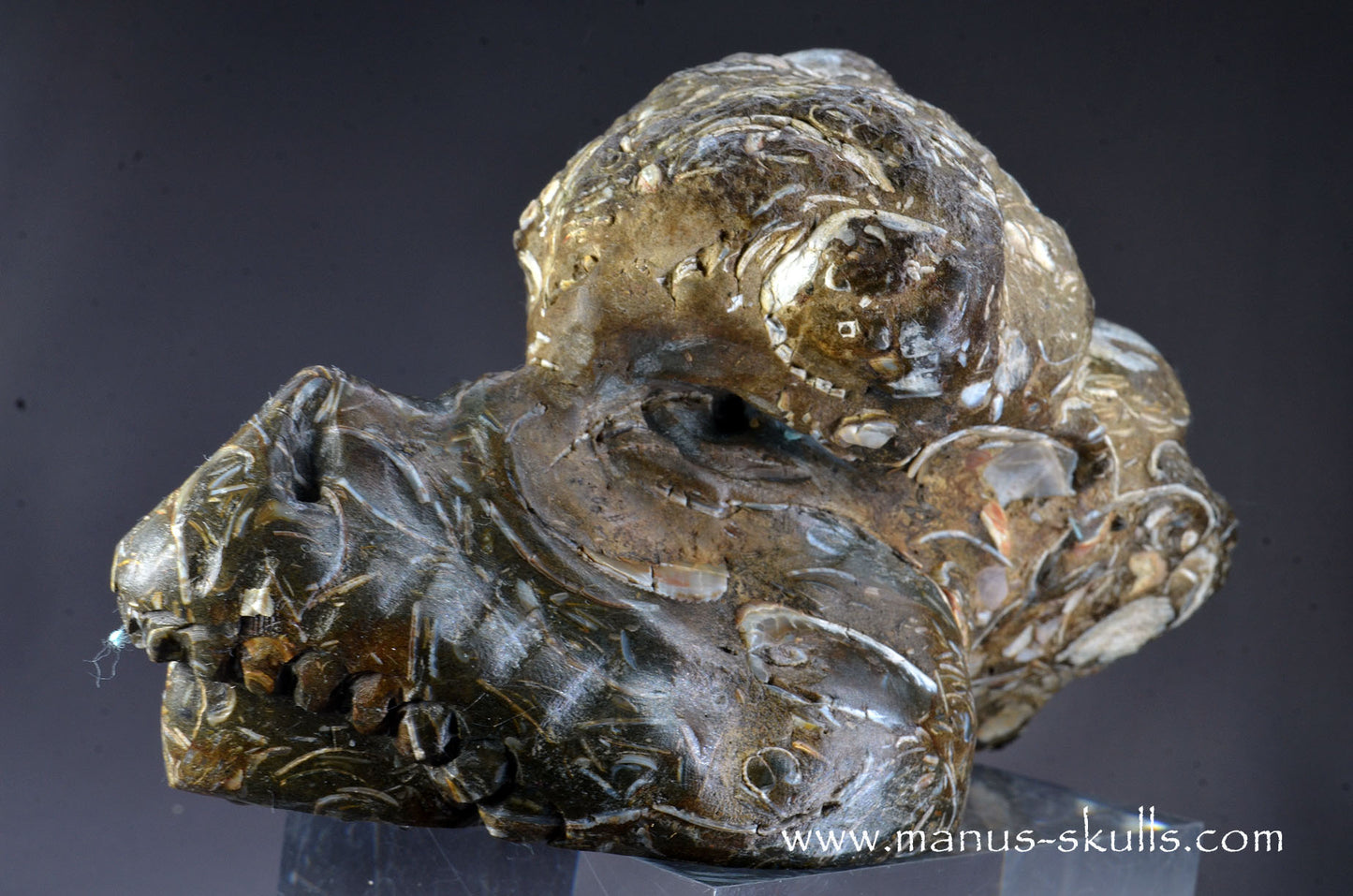 Indonesian Turritella Agate Dragon