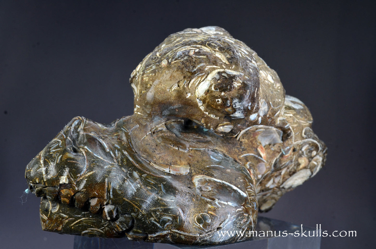 Indonesian Turritella Agate Dragon