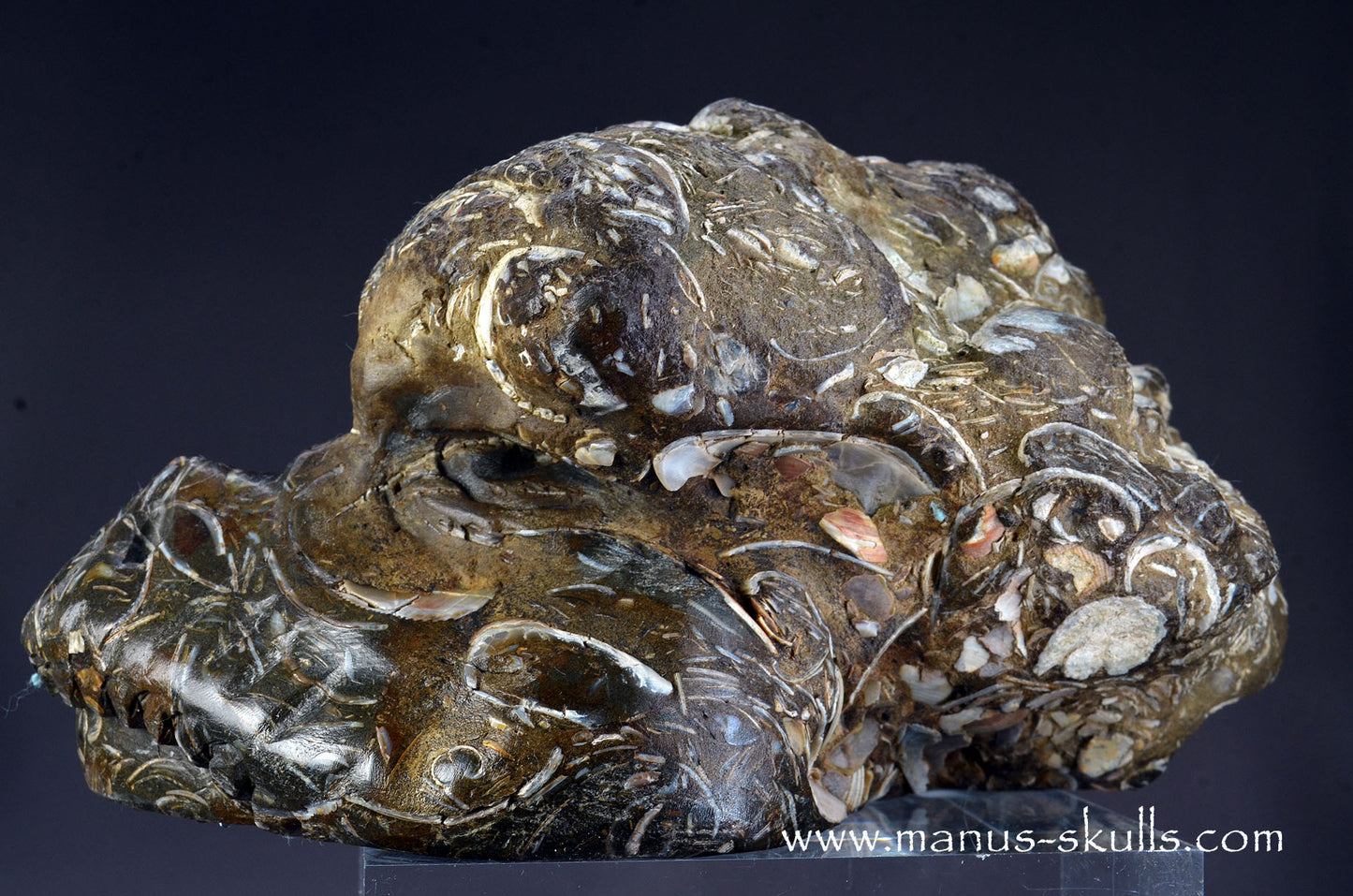 Indonesian Turritella Agate Dragon