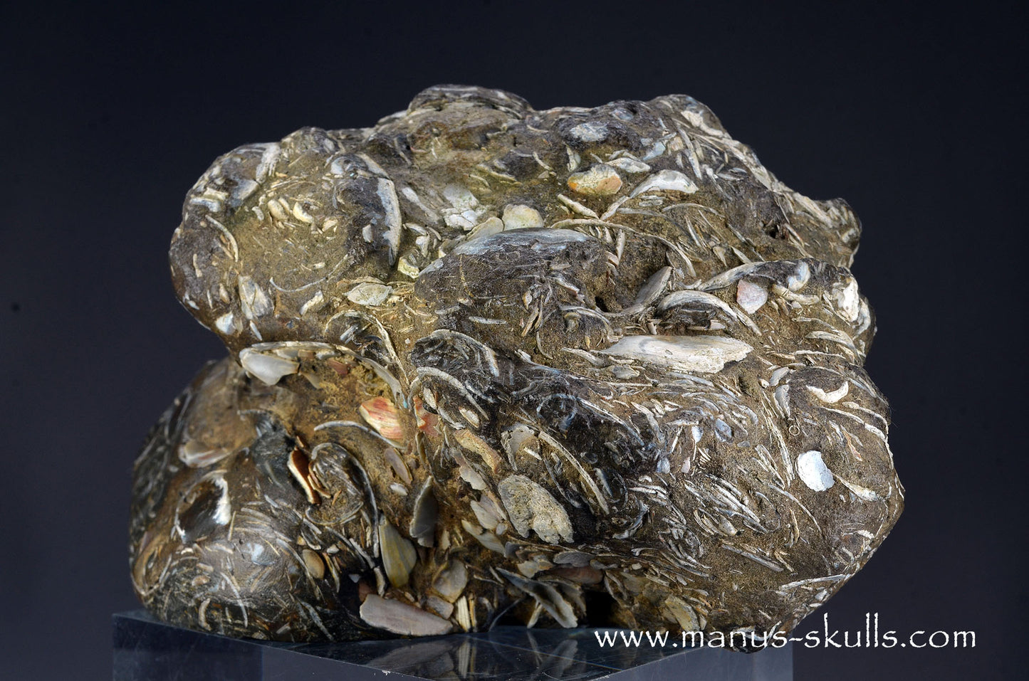Indonesian Turritella Agate Dragon