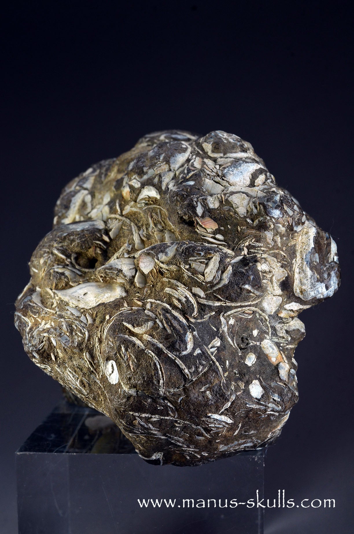 Indonesian Turritella Agate Dragon