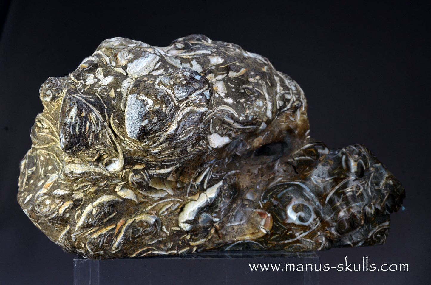 Indonesian Turritella Agate Dragon